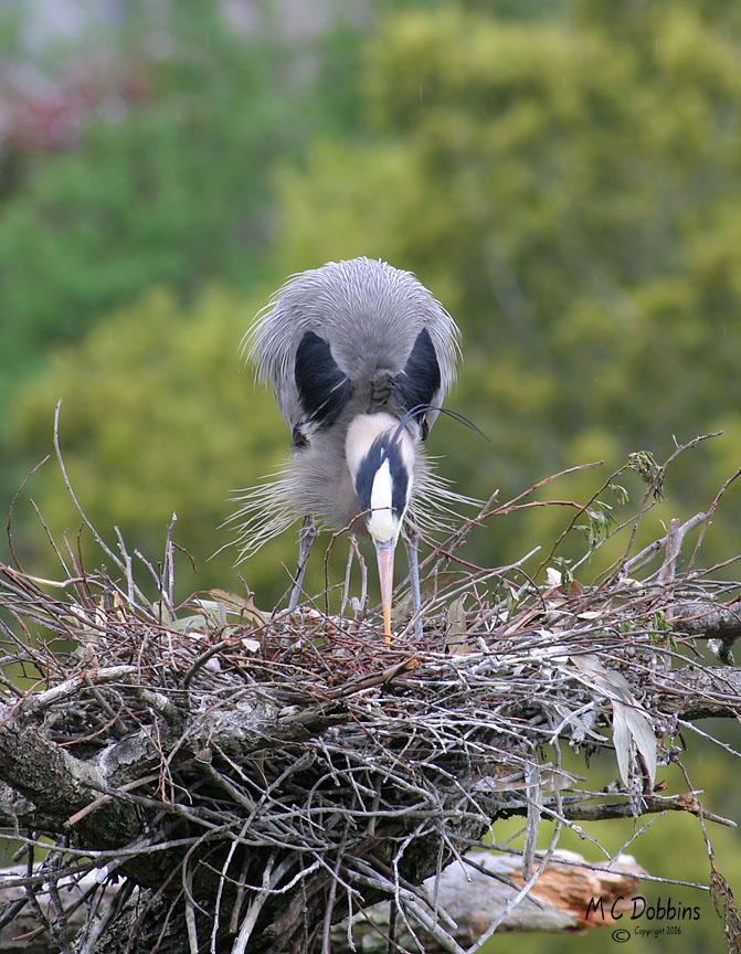 Nest 2  Light rain