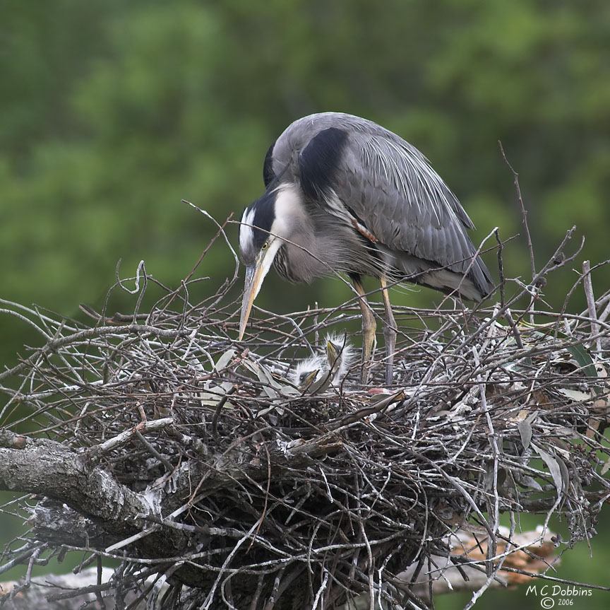 Female with chicks in Nest 2