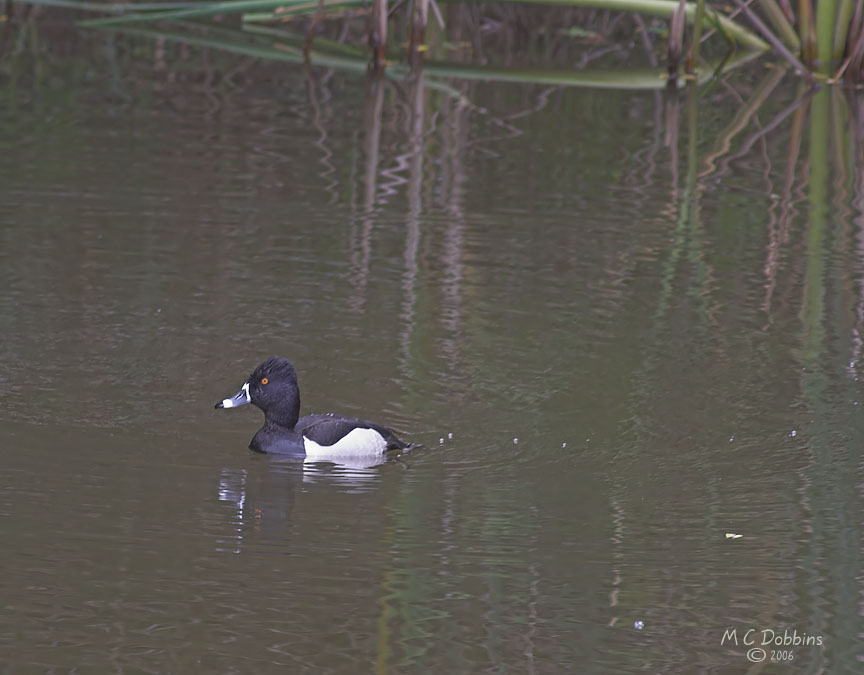 Ring Neck Duck, Male