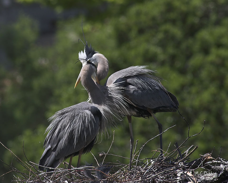 Female reaches through males neck