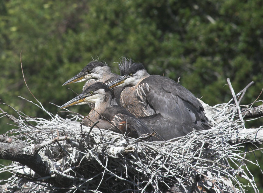 Nest 2 Chicks fill the nest when napping