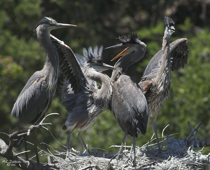 Feeding frenzy, Nest 2