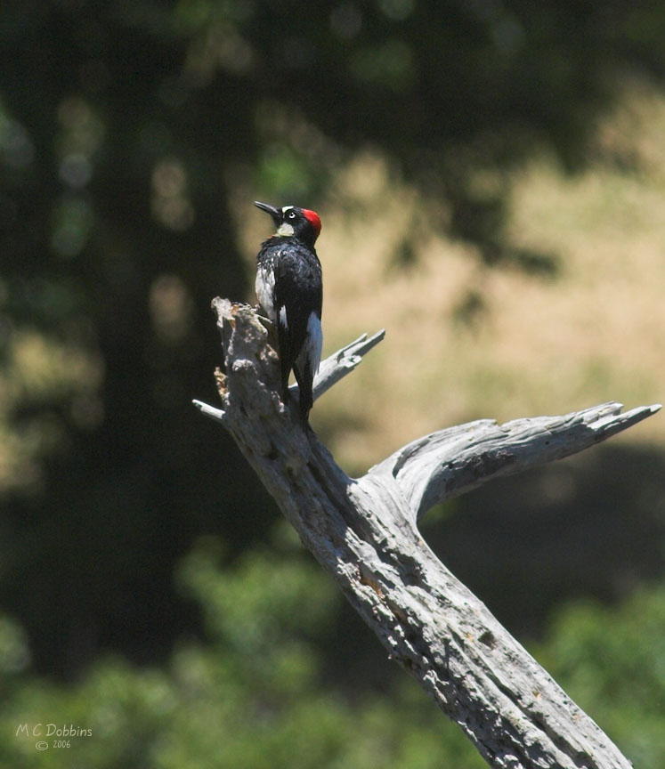 Acorn Woodpecker