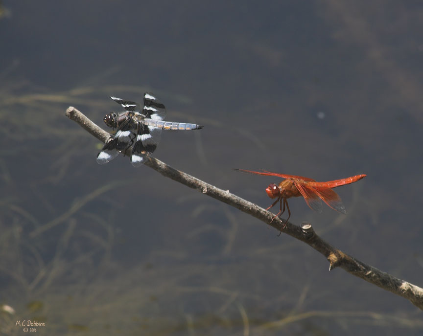 Black and White, and Red Dragon Flies