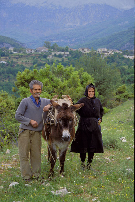 Vlach265DonkeyDulcinea.jpg