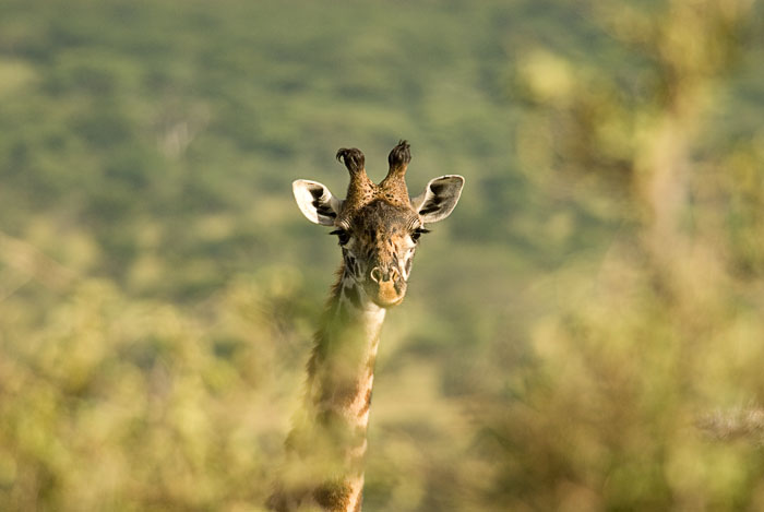 Giraffe2.jpg