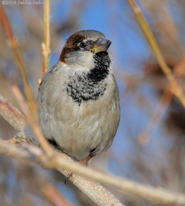 Sparrow