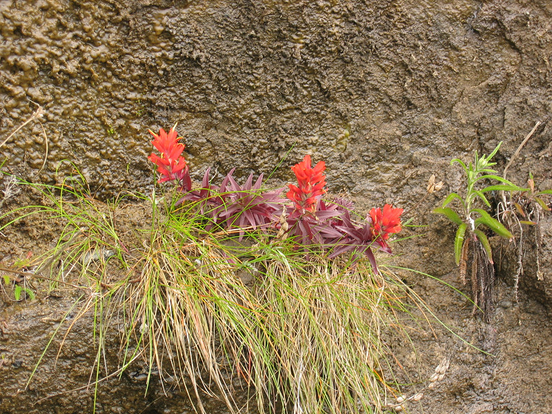 Common Red Paintbrush at Bear Beach