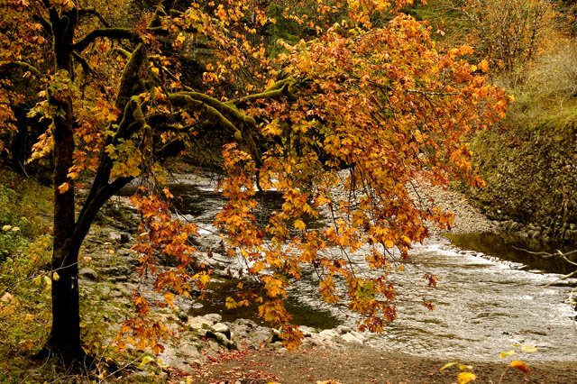 Autumn 4