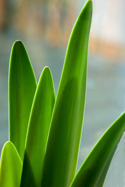Leaves