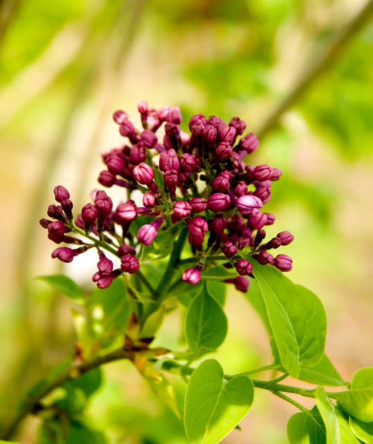 Lilac