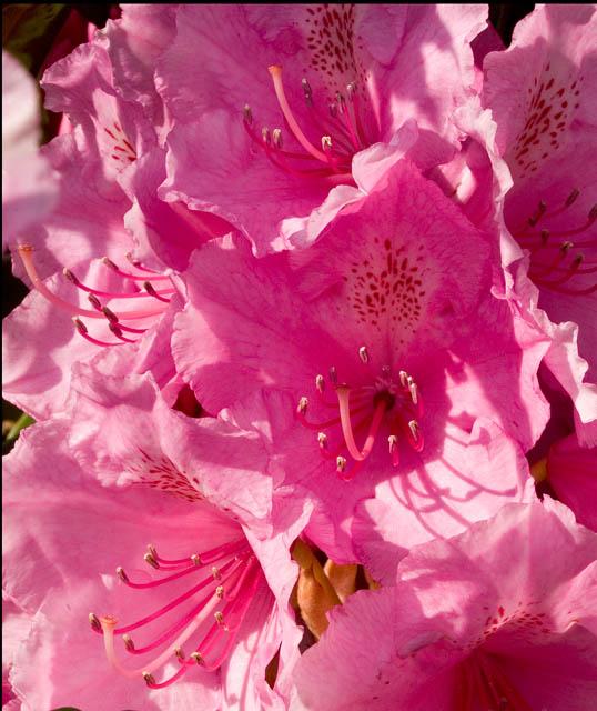 Definitely Pink