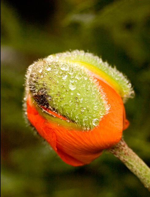 Starting To Bloom