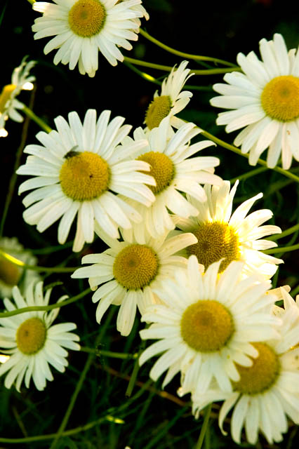 Daisies
