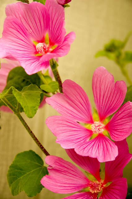 Unknown Flower