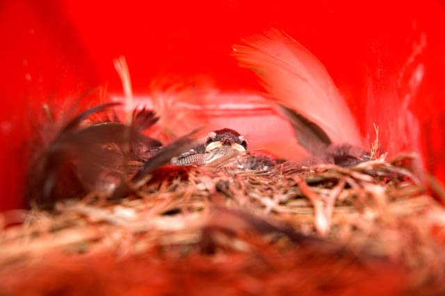 Baby Sparrow
