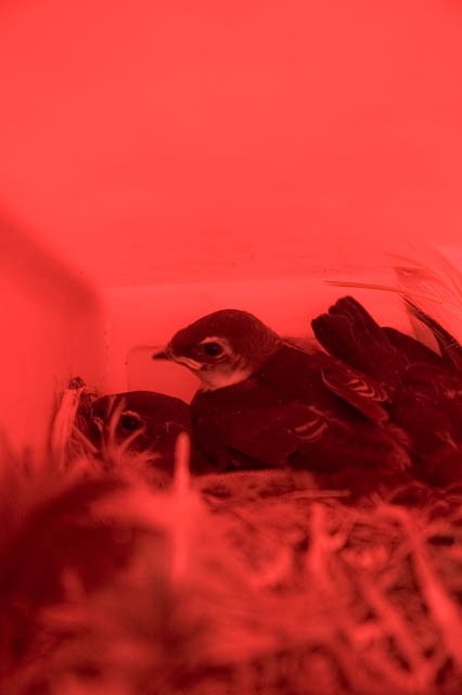 Baby Sparrows