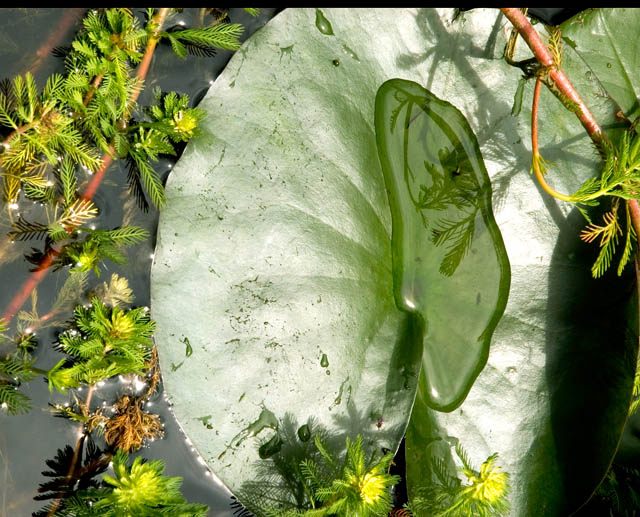 Lily Pad Reflection