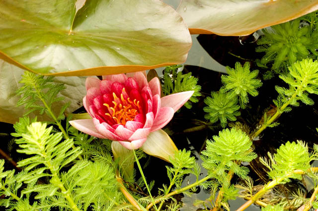 Under The Lily Pad