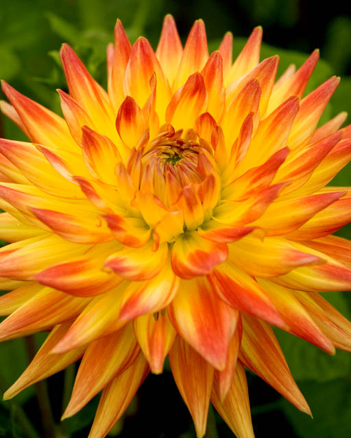 Dahlia