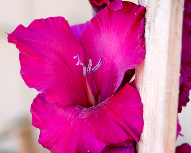 Gladiola