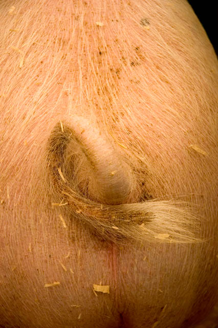 Tail End