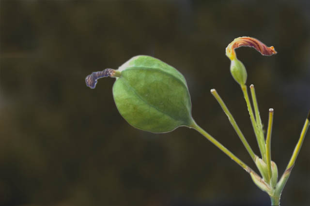 End Of The Lily