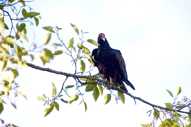 Turkey Vulture