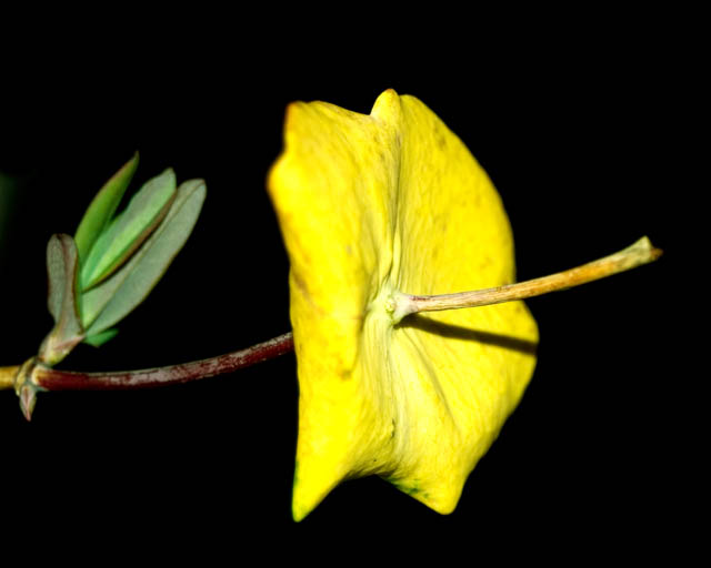Leaves
