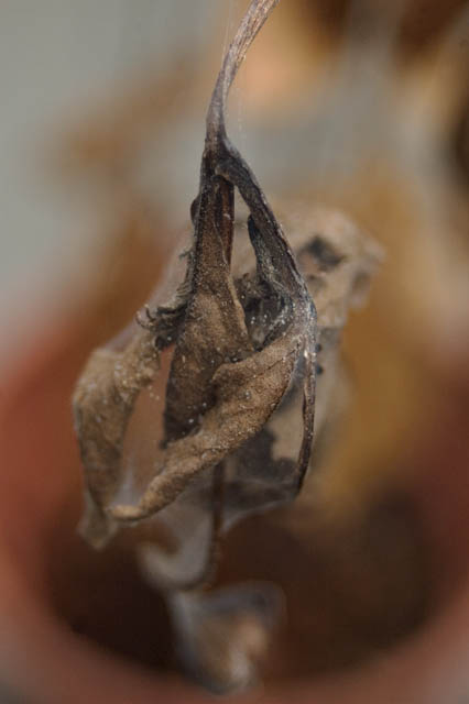Within The Spider Web