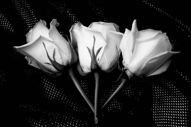 White Roses