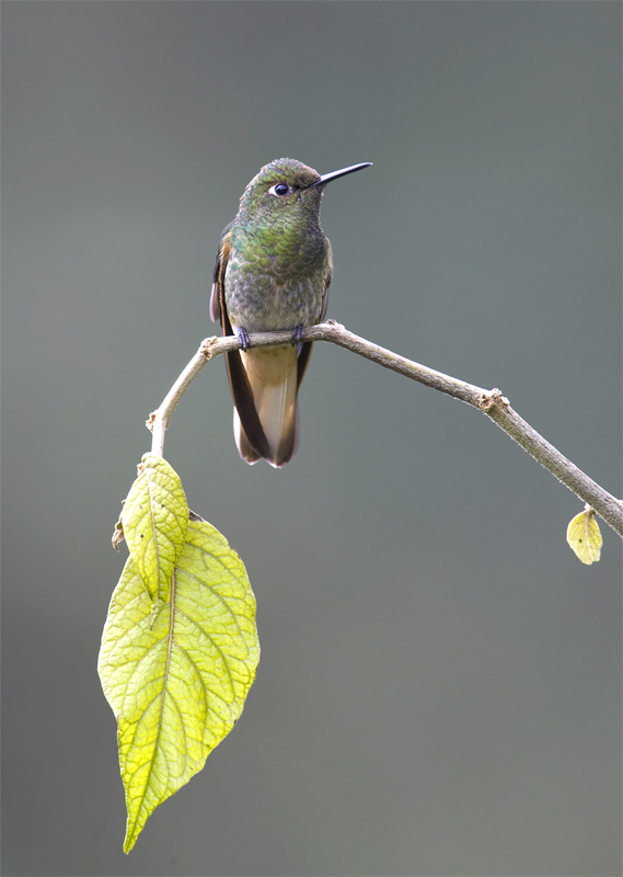 Buff-tailed-Coronet2.jpg