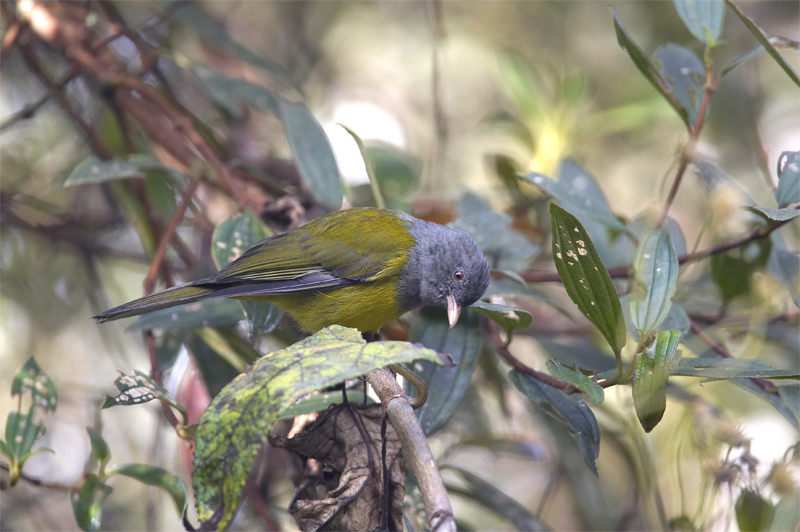 Grey-hooded-Bush-Tanager.jpg