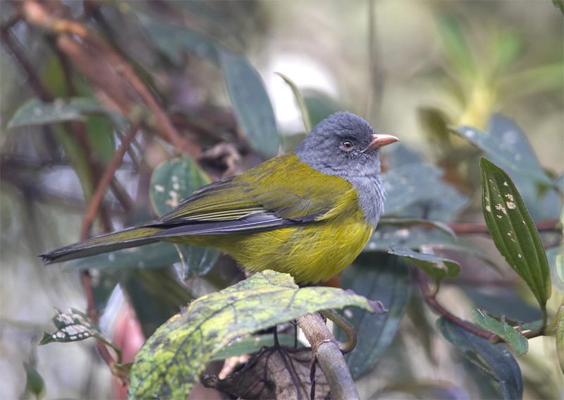 Grey-hooded-Bush-Tanager2.jpg