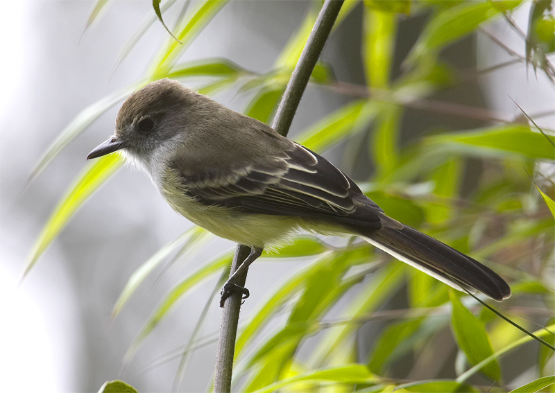 Pale-edged-Flycatcher.jpg