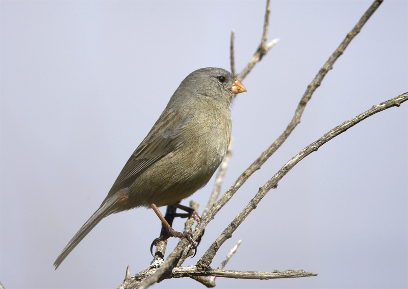 Slate-coloured Seedeater2.jpg