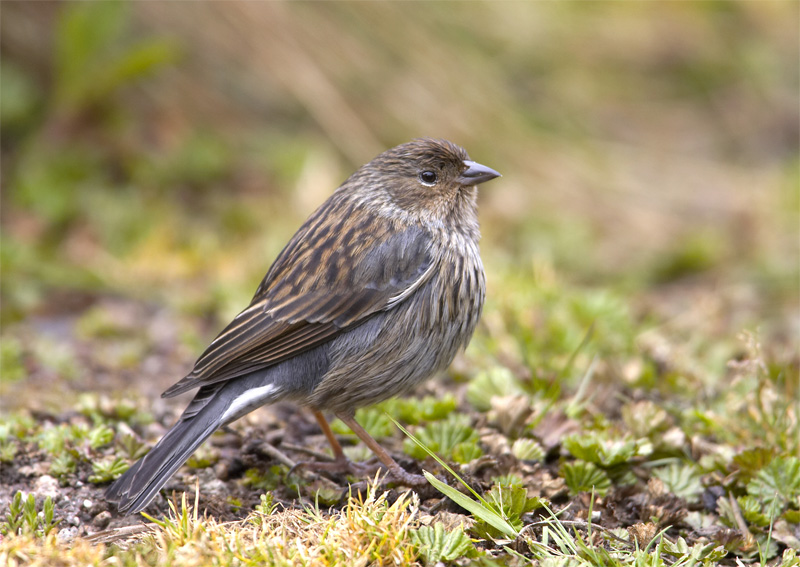 Plumbeous-Sierra-Finch.jpg