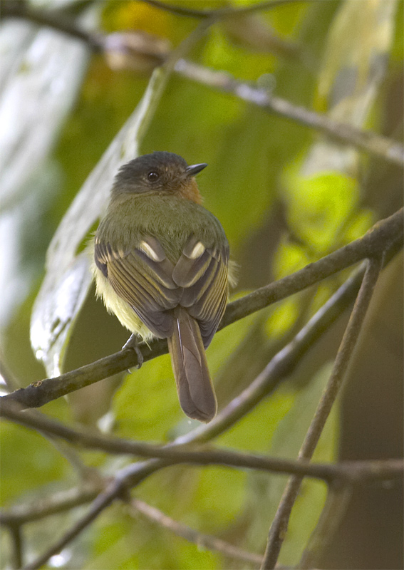 Rufous-breasted-Flycatcher.jpg