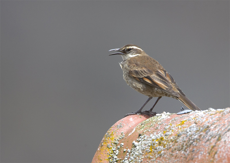 Stout-billed-Cinclodes.jpg