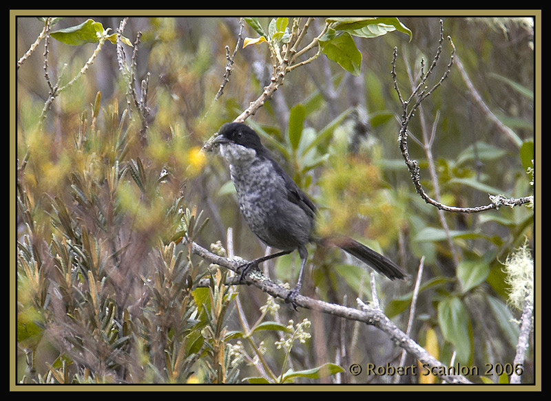 Black-backed Bush-Tanager