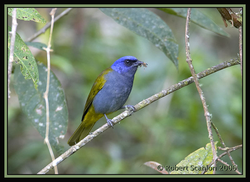 Blue-capped-Tanager.jpg