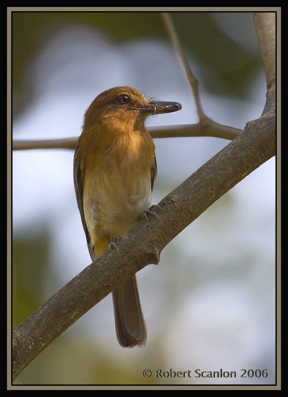 Bright-rumped-Attila.jpg