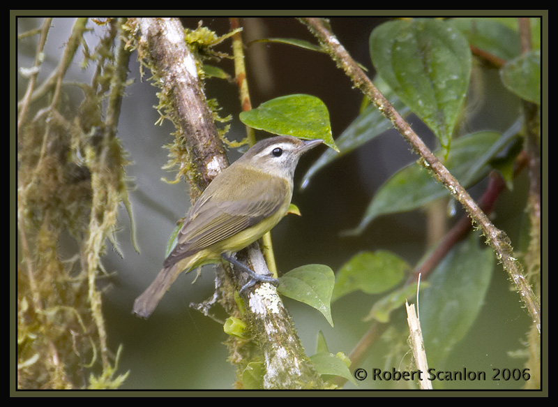 Brown-capped-Vireo.jpg