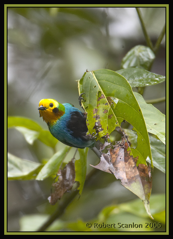 Multicoloured-Tanager-2.jpg