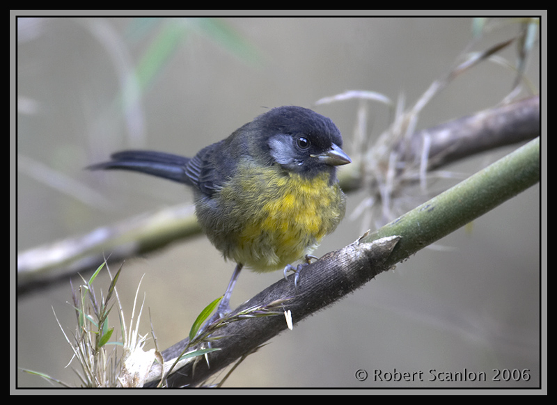 Santa-Marta-Brush-Finch-5.jpg