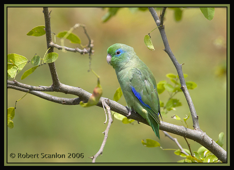 Spectacled-Parrotlet-2.jpg
