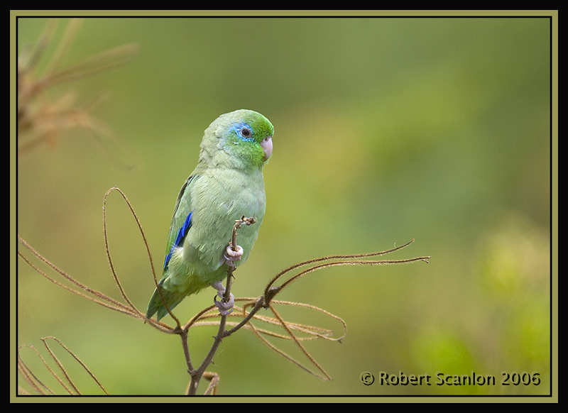 Spectacled-Parrotlet-3.jpg