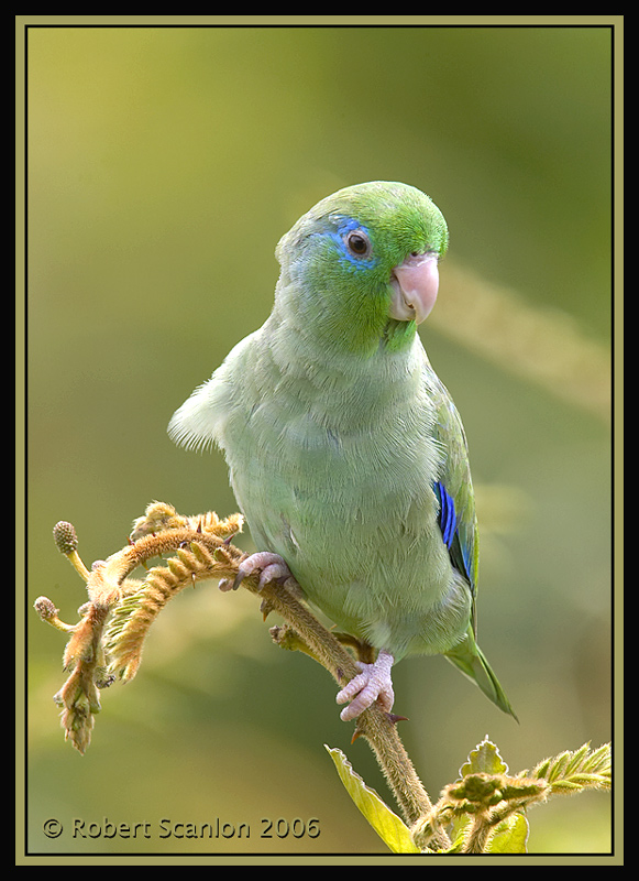 Spectacled-Parrotlet-5.jpg