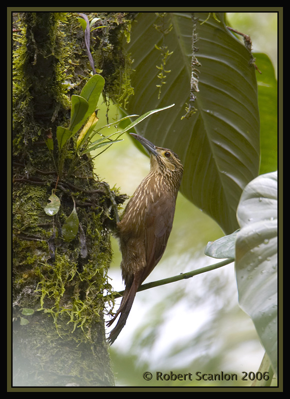 Strong-billed-Woodcreeper.jpg