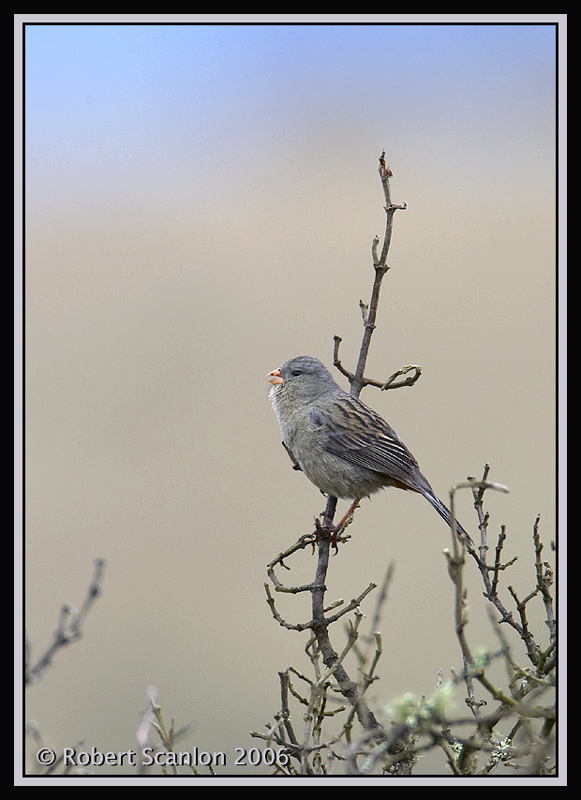 Plain-coloured-Seedeater.jpg